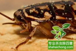 深圳滅蟑螂除四害公司專(zhuān)業(yè)酒店酒樓餐飲廚房家庭滅蟑螂-怎么樣滅除蟑螂的方