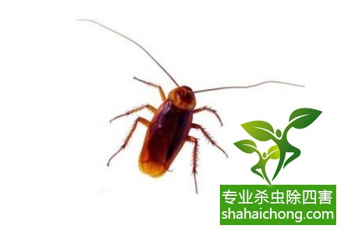 家里有蟑螂怎么辦,蟑螂怎么消滅 殺蟑螂公司怎么樣滅蟑螂