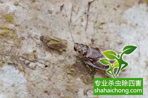 殺蟑螂公司怎么樣滅蟑螂