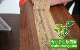 深圳白蟻防治發(fā)現(xiàn)白蟻進了電箱