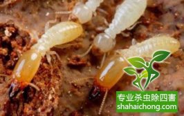 深圳白蟻防治公司，白蟻能否被根除？