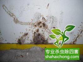 深圳白蟻防治大壩白蟻防治