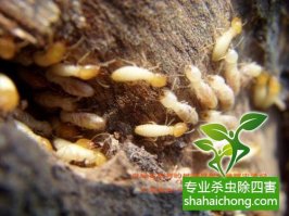 深圳白蟻防治傳統(tǒng)防治技術