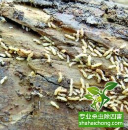 深圳白蟻防治公司教你遇到白蟻該如何去處理，處理的方法有那些？