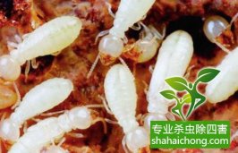 深圳白蟻防治白蟻生生把小區(qū)里一棵大樹給吃空了 應及時聯(lián)系防治