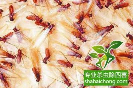 深圳白蟻防治公司告訴你發(fā)現(xiàn)白蟻怎么辦