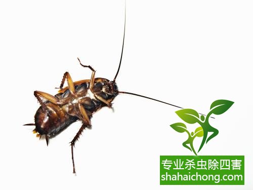 除蟑螂滅蟑螂的方法 如何消滅蟑螂,怎么樣滅除蟑螂