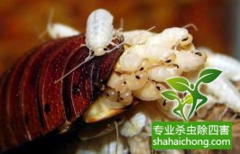 深圳滅蟑螂除四害公司專(zhuān)業(yè)滅蟑螂、徹底滅絕-怎么樣滅除蟑螂的方法