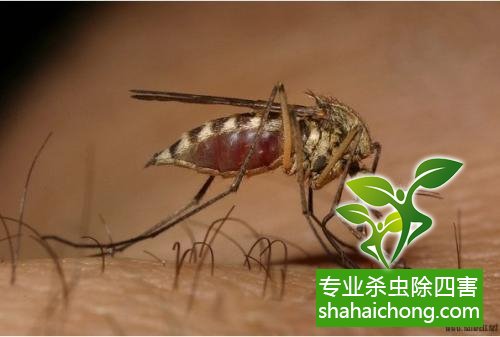 家里有蟑螂怎么辦,蟑螂怎么消滅 殺蟑螂公司怎么樣滅蟑螂