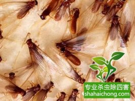 深圳白蟻防治公司白蟻的紛飛繁殖季節(jié)，怎么防治