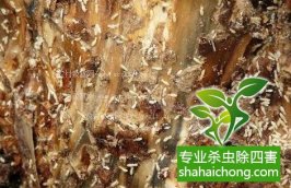 深圳白蟻防治公司：深圳滅白蟻哪家最專業(yè)