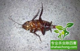 百度外賣訂餐吃到似蟑螂昆蟲 商家每家店都會(huì)有-怎么樣如何消滅蟑螂
